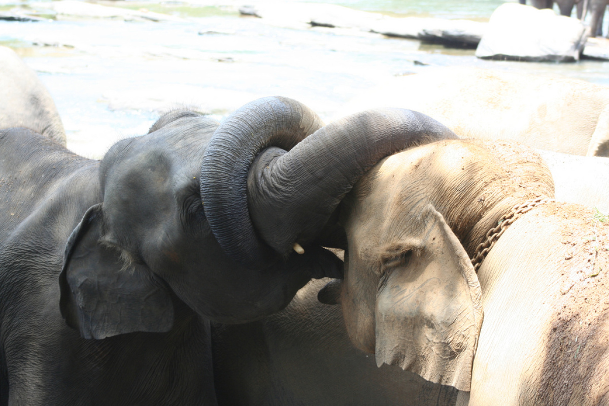 olifantenkus.jpg